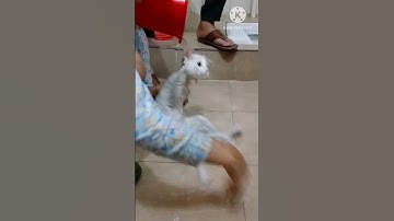 Bath time  #cat #youtubeshorts #shortvideo #catlover #shortfeed2023 #short #shorts