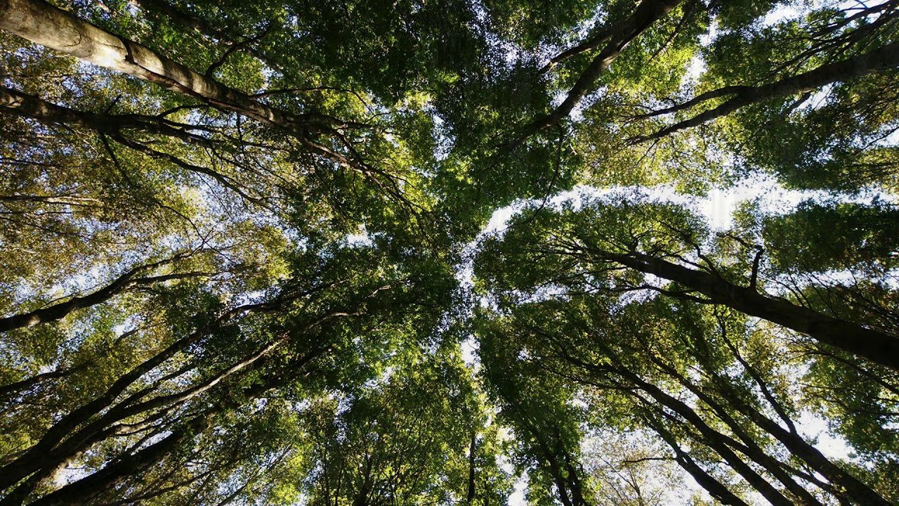 Watch YOUR PATH on YouTube Watch YOUR PATH on YouTube