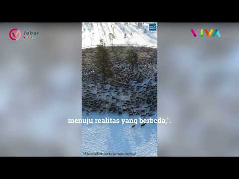 Merinding, Viral Penampakan Rusa Kutub Bergerak Melingkar Seperti Orang Tawaf