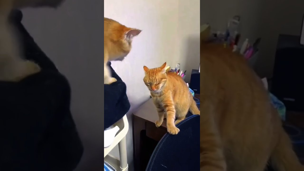 Fluff Attitude And Absolute Cuteness Packed Into One Chaotic Compilation 