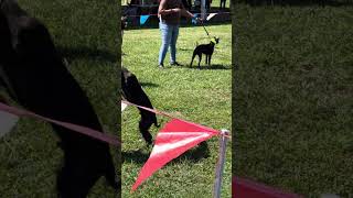 American Pit Bull Dog Show Puppy Cl 4 To 6 Months 2023 Adba Tristate