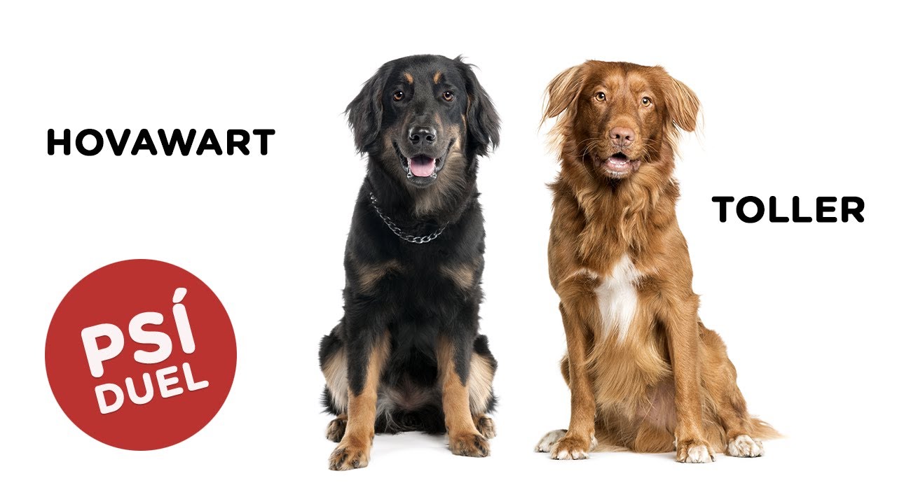 🐶 Je lepší TOLLER? Nebo vyhrál HOVAWART? Mrkněte se...