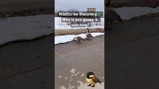 Why Do Geese Fly in a V Formation? 🌲 #shorts #wildernessseason #outdoorlearning #hatchoutdoors