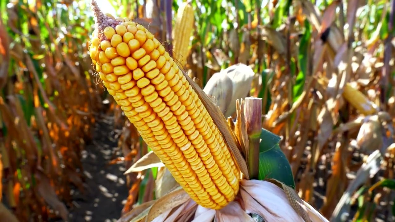 REZULTATI ogleda PIONEER kukuruza u selu Bradarac