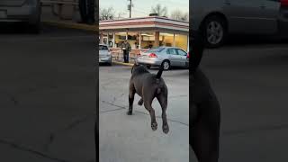 Large dog greets man outside a diner with his owner nearby