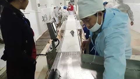 2024 catfish weight sorting machine，factory real shot video.  #weightscale #sortingmachine