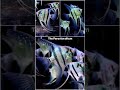Peruvian altum|Aquastore India|Fish profiles #aquastoreindia