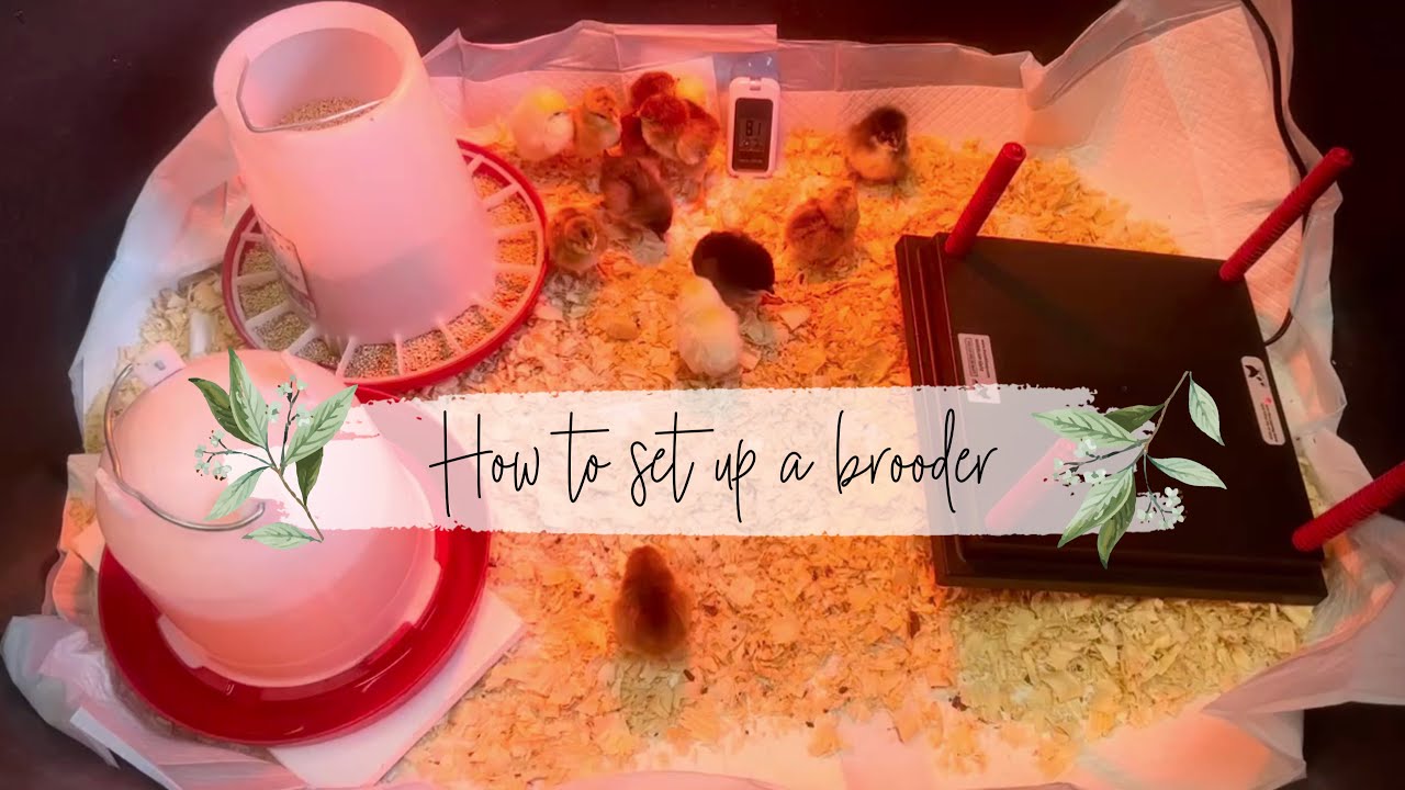 How To Set Up A Brooder For Baby Chicks & Quail Bringing Home Chicks