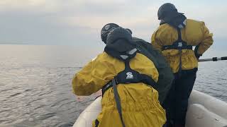 Rescue Saga Continues as Timmy the Whale Is Towed Toward North Sea
