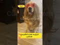 අපරාදේ බං අතෑරියේ 😂😂cat#funnyanimals#funny#cute#srilanka#shorts#short#trendingshorts#lankan#cats