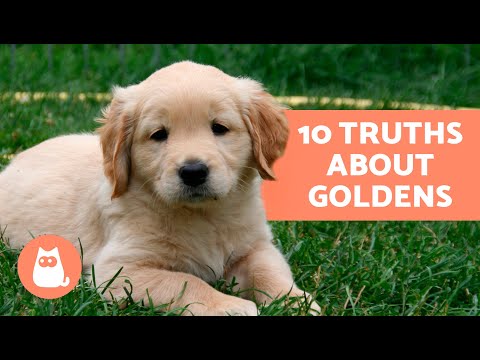 10 THINGS You Will Only UNDERSTAND if You Have a GOLDEN RETRIEVER 🐶💛