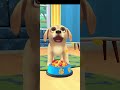 Pet run puppy dog game