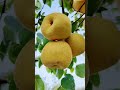 Buah Pirr Fruit Shorts