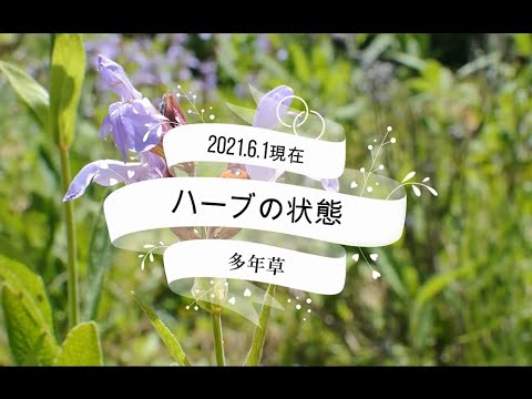 21 6 1 ハーブの状態 多年草 Youtube 21 6 1 ハーブの状態 多年草 Youtube