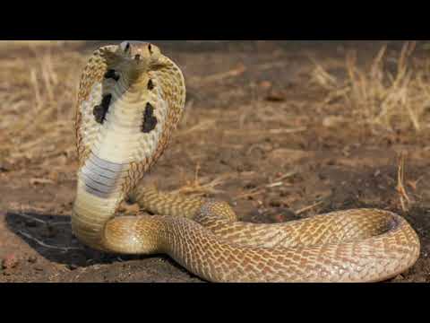 Top 10 შხამიანი გველები მსოფლიოში