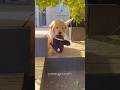 He was born an athlete 😂 #Colin #goldens