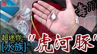 [水族世界] 哇...超迷你&quot;虎河豚&quot;--毒毒毒!!??水族箱新朋友進駐 ... 