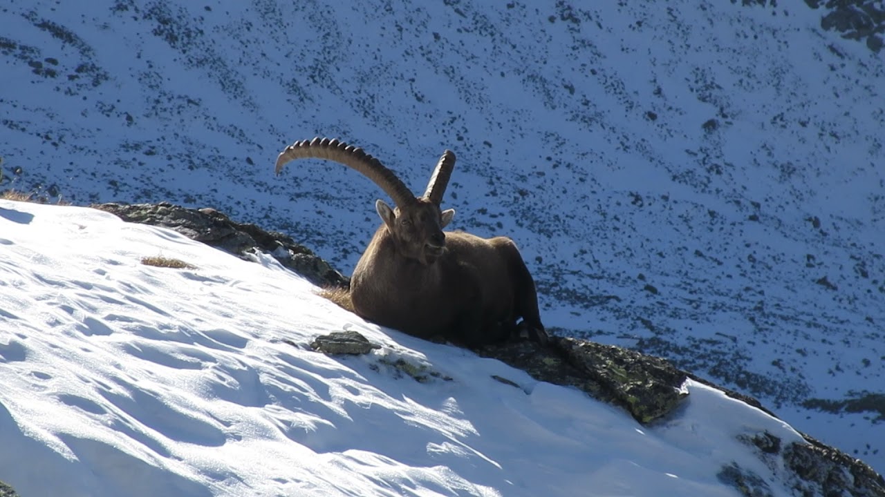 Alpine ibex (Capra ibex, Steinbock) ruminating at Fuorcla Muragl