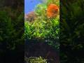 Java Fern : This Aquarium Plant REFUSES to Die 🌿😳