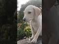 tu hi hai || Leo ||#shortsviral #shortsfeed #ytshorts #cutepuppy #labrador