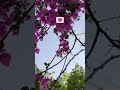 💗 FLOWERS💗 #viral #bolleywoodsong #viralmusic #flowersongs 🌺#florida #flower