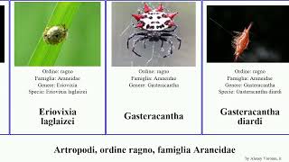 Artropodi, Ordine Ragno, Famiglia Araneidae Argiope Neoscona Araniella Nephila Eriophora Florida
