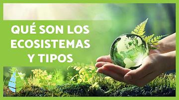 ¿Qué relación existe entre ecosistema y ecología?