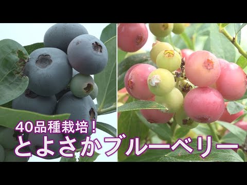 とよさかブルーベリーガーデンの紹介動画サムネイル