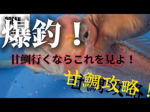 【甘鯛行くならこれを見ろ！】爆超テク編！