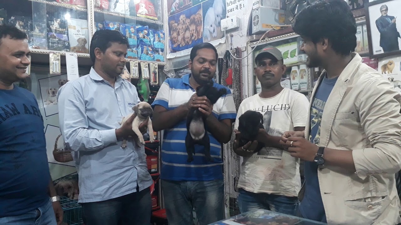 Customer feedback of Saurabh dog kennel luxa road Varanasi