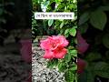 মায়ার বাঁধন ভাঙতে না পারা এক ভালোবাসার গল্প | Emotional Love Story