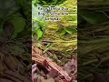 Pasar jambu dua Bogor serba ada lengkap #market #bogor #food #vegetables #kenikir #takokak #farming