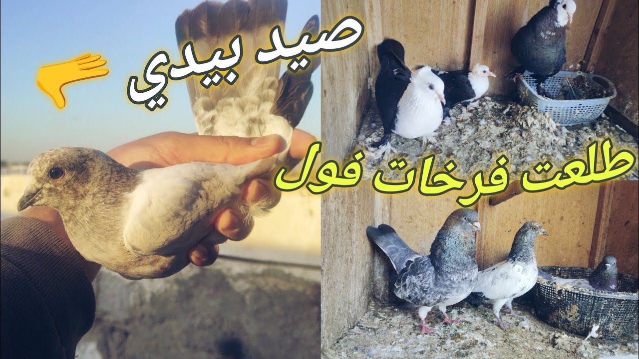 صيد ازغير بيدي✌️♥️ طلعت فرخات جديده ☺️كورس علاج للحمام
