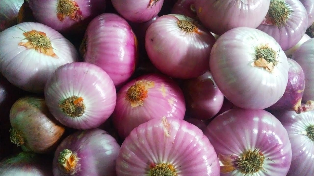 How to store big onions for a long time - YouTube