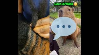 Which One Did You Like Hairstyle Or Kittens