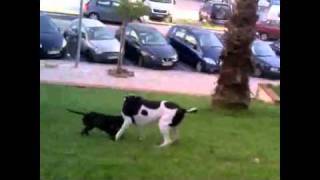 American Staffordshire Terrier Attack.. Speedy Soarez