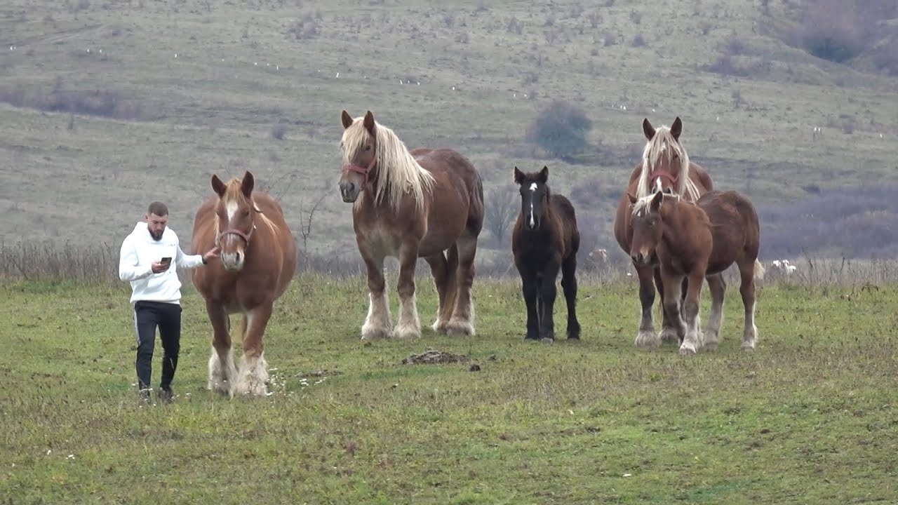 Caii lui Gabi de la Bata, Bistrita Nasaud - 2025 Nou!!!