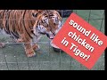 Tiger answers the question?