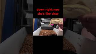 How to handle a defensive ball python without getting tagged. #ballpython #snake #howto #defensive