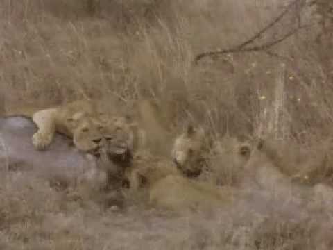 Video: Fantastiska katter: svarta lejon