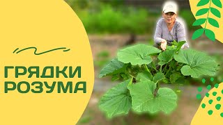 видео: Грядки Розума 2021. Стоит ли заморачиваться? картинка: Грядки Розума 2021. Стоит ли заморачиваться?