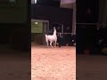 الفحل العالمي شنغهاي ابن المنتج دبليو إتش جستس