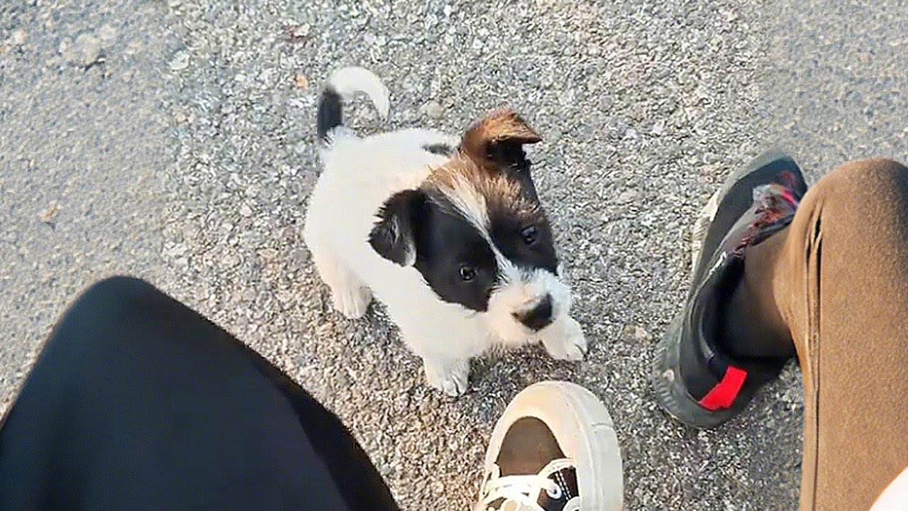 «Ты нас знаешь?» Щенок отчаянно гнался за моей машиной, бросив свою маму, чтобы пойти со мной домой