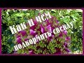 Как и чем подкормить свеклу