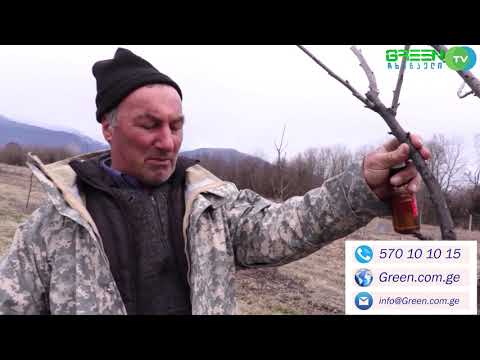 GREEN TV chkhenkeli სხვლის პროცესი, ბალი