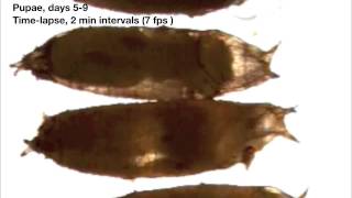 Fruit fly time lapse