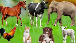 Explore Farm Animals: Chicken, Pig, Cow, Sheep, Duck, Dog, Horse, Deer, Hippopotamus - Cute Animals