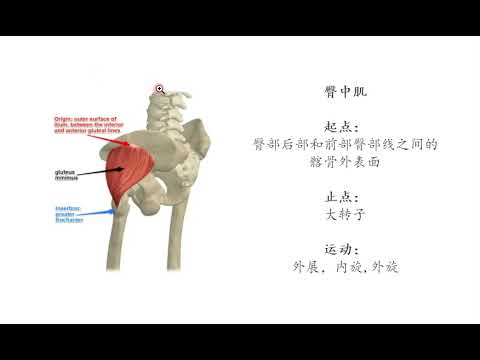 20220105 关键词  生理解剖学  肌肉系统  下肢1