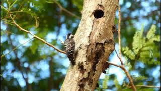褐头啄木鸟 Sunda Pygmy Woodpecker sound of knocking tree Bishan 2021 Feb 17