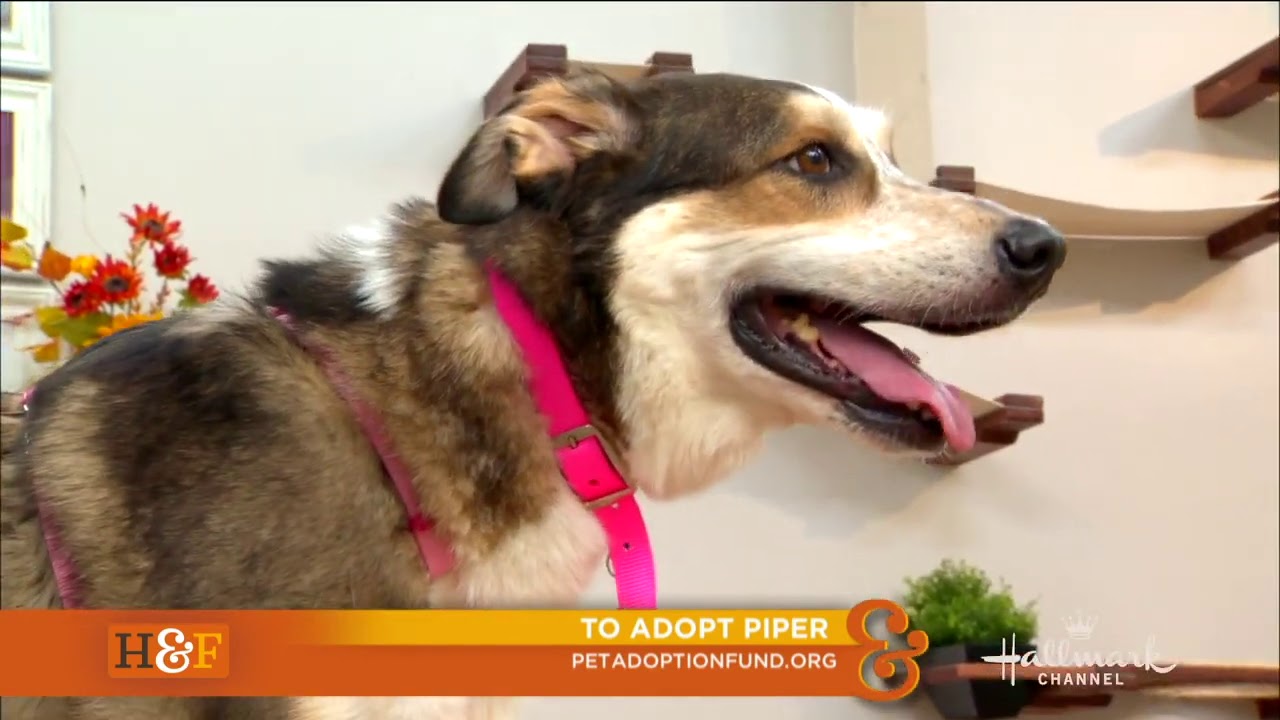 Piper the Princess in CA